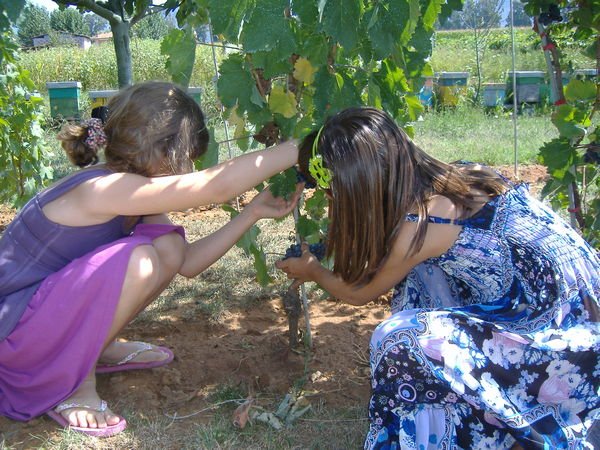 Bambine raccolgono l'uva